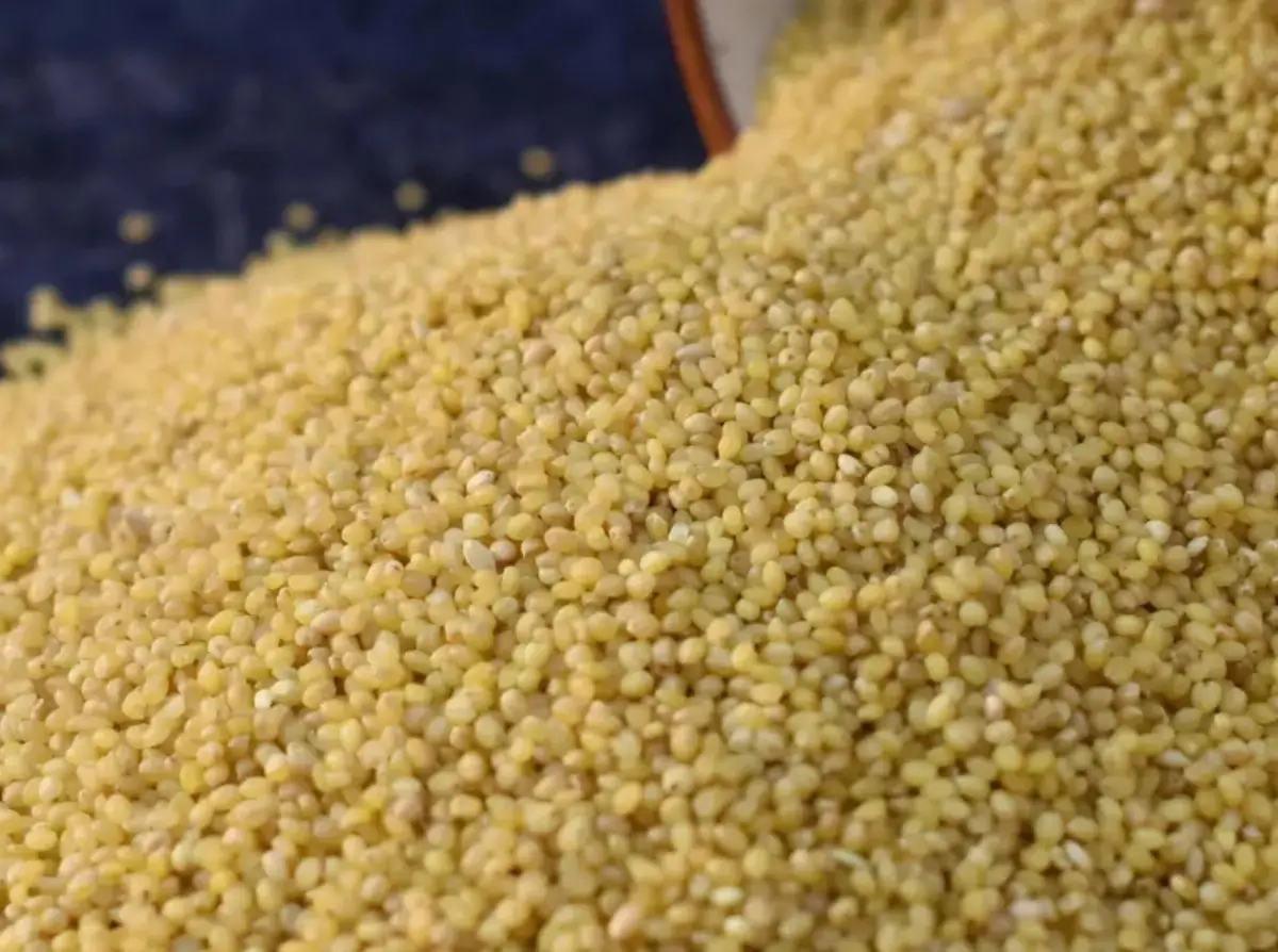 Foxtail millet ( Kakum)
