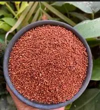Finger millet ( Ragi)