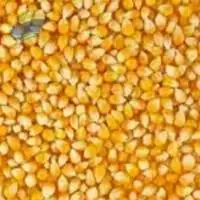 Indian Yellow Maize (Corn) Animal Feed Grade
