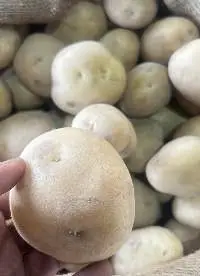 Fresh Potato