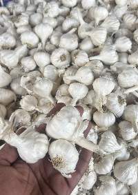 Fresh Garlic