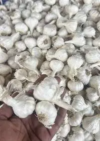 Fresh Garlic