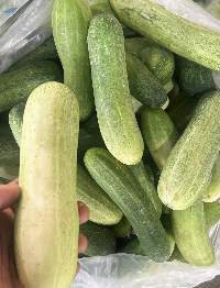 Fresh Cucumber