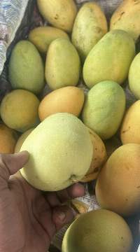 Fresh Mango