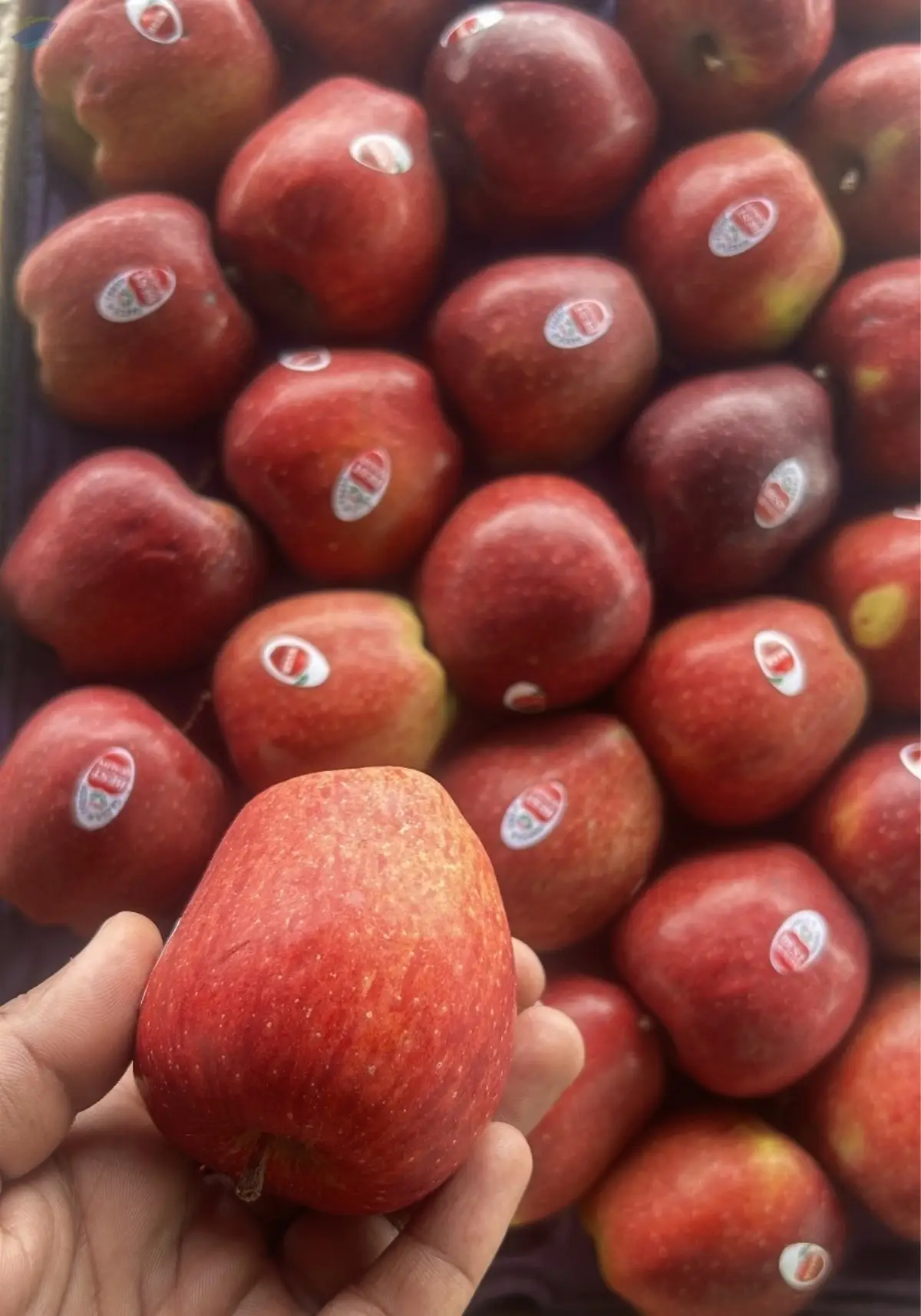 Fresh Apple