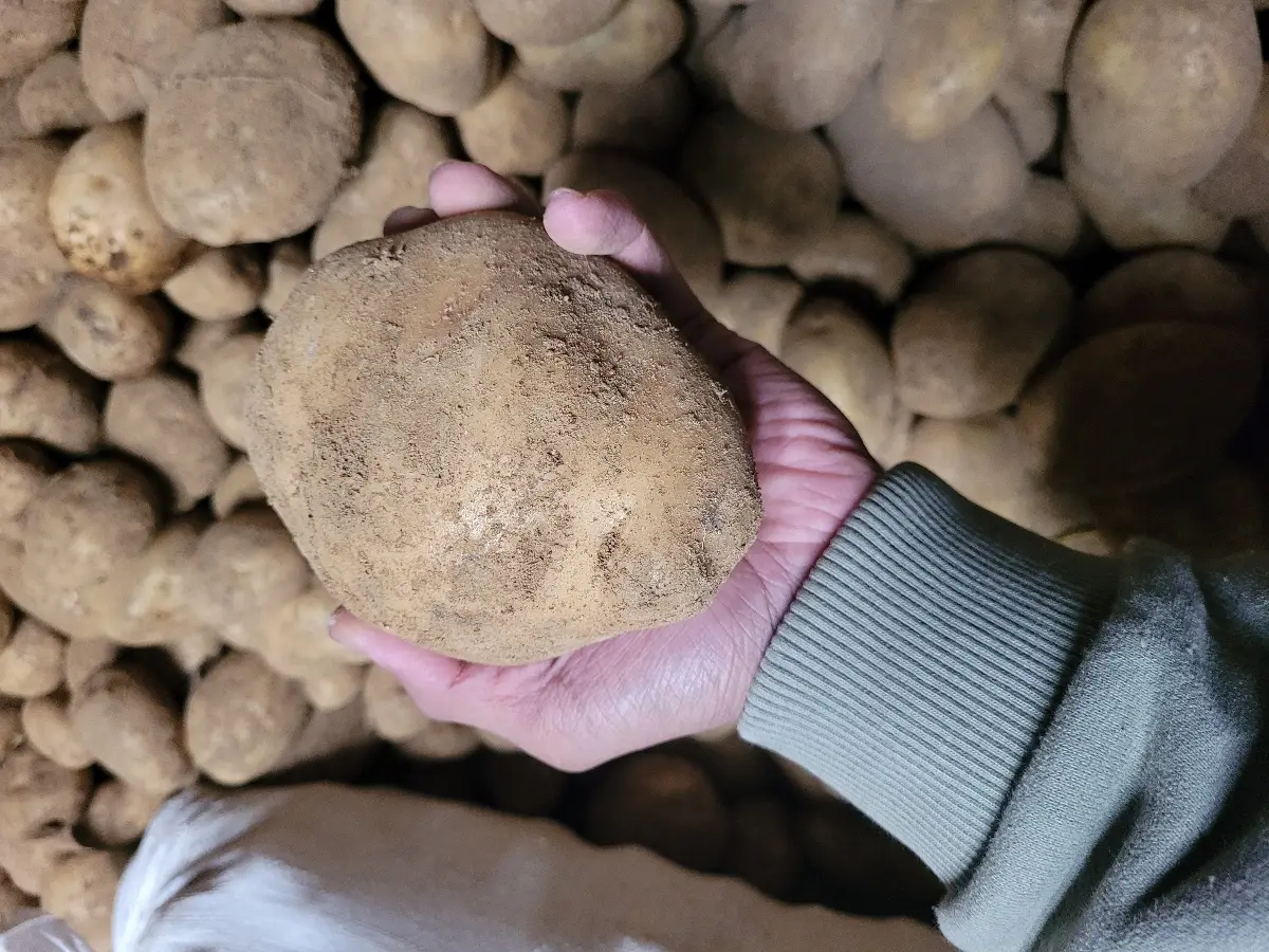 Fresh Potato