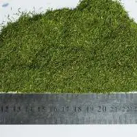 Dill MD