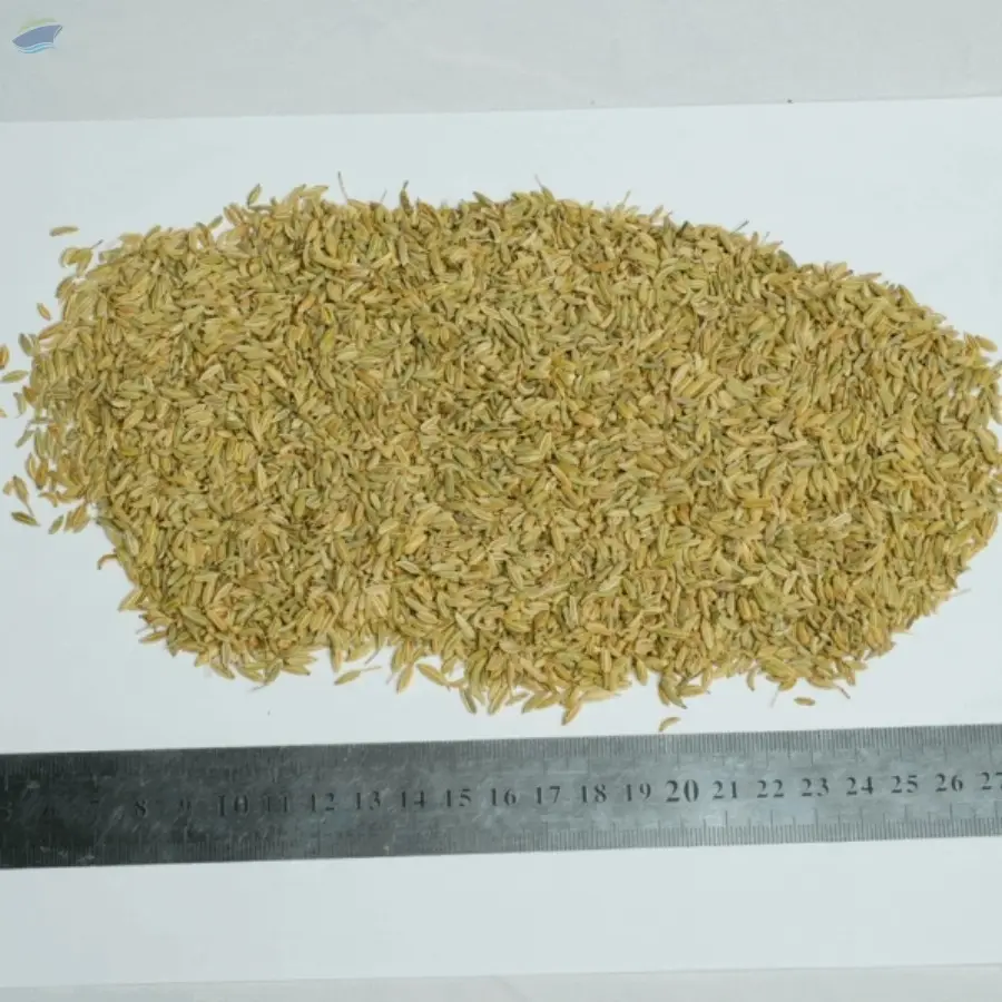 Fennel Seeds