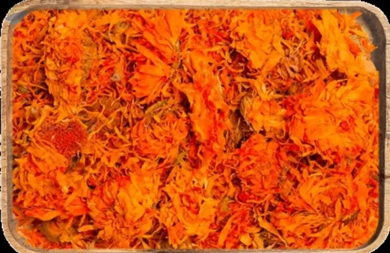 Calendula Flowers