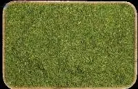 Dill