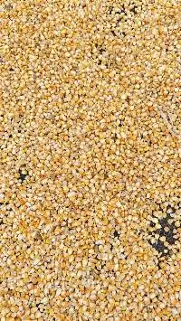 Corn