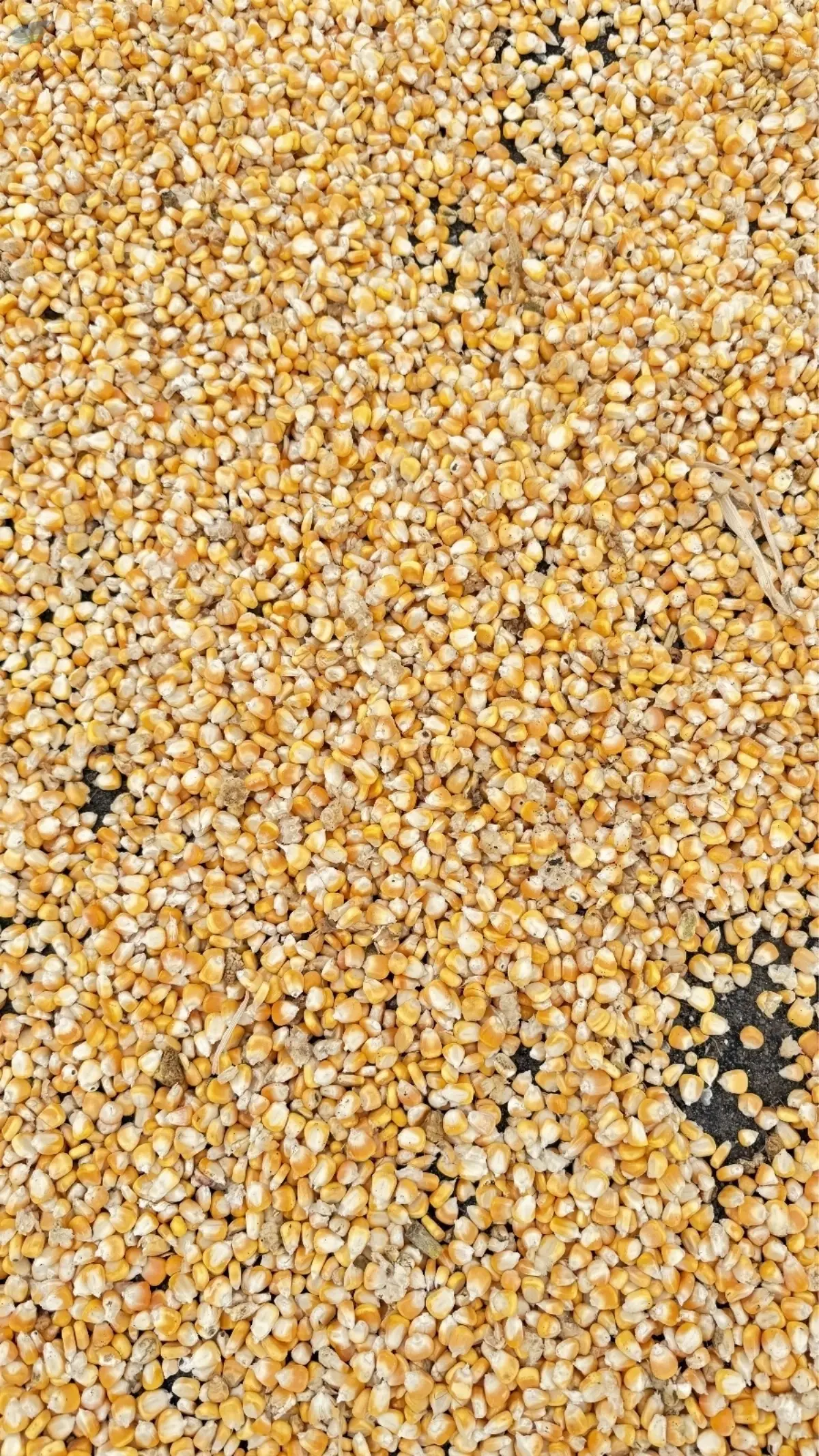 Corn