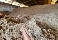 Cotton Waste