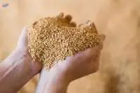 Soybean Husk