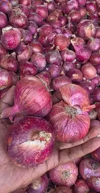 Nashik Red Onion