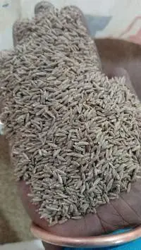 Cumin Seeds (Jeera)
