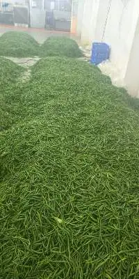 Green Chilli