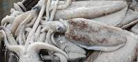 Whole Cuttlefish