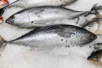 Yellowfin And Skipjack Tuna