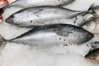 Yellowfin And Skipjack Tuna