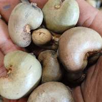 Raw Cashew Nut