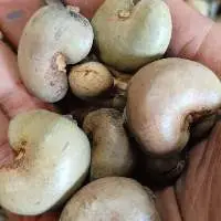 Raw Cashew Nut