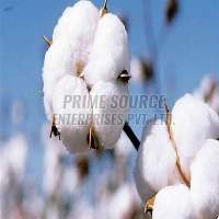 Natural Raw Cotton
