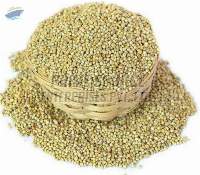 Pearl Millet Seeds