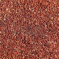 Finger Millet Seeds