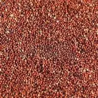 Finger Millet Seeds