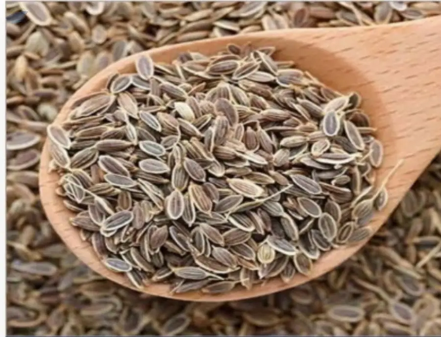 Dill Seeds