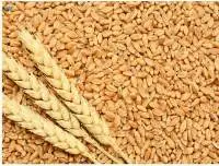 Wheat