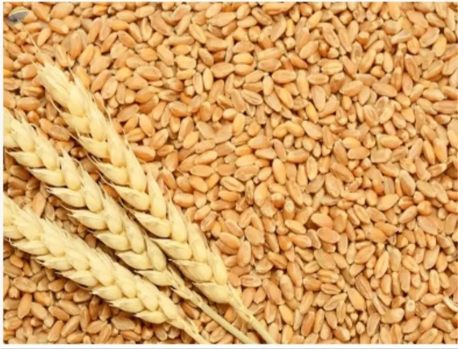 Wheat