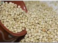 Sorghum / Millet