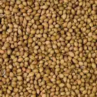 Coriander Seeds
