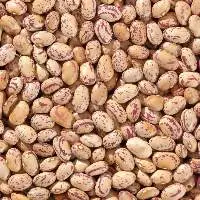 Striped Rajma