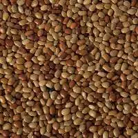 Horse Gram