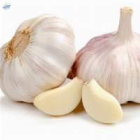 Fresh Garlic