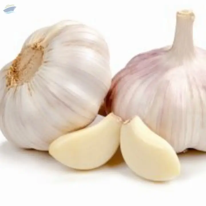 Fresh Garlic