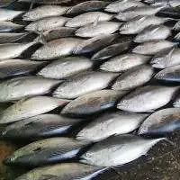 Fresh Tuna Fish /Skipjack Tuna