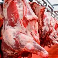 Fresh Bull Meat Beef