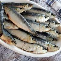 Frozen Sardine / Fresh Sardine