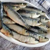 Frozen Sardine / Fresh Sardine