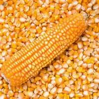 Yellow Corn For Human Consumption