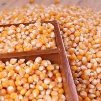 Yellow Corn For Animals