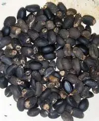 Jatropha Seed (Best Quality)