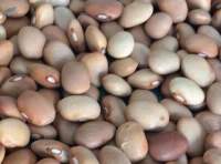 Cream Beans