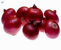 Fresh red onion