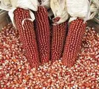 Red Corn/maize For Sale