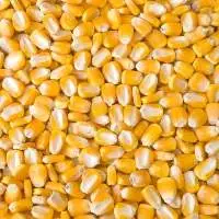 Yellow Corn
